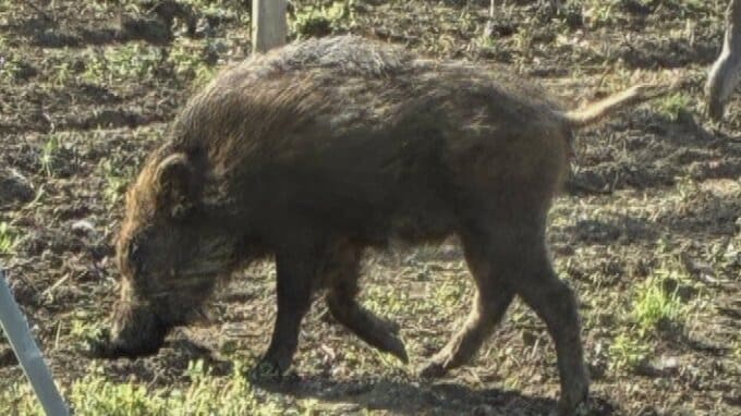 「どこの犬？と思って よく見たらイノシシ」　ブドウ畑や側溝に出没　この時期は出産期で攻撃的に　一方、6日にはクマの目撃情報も　山梨　|　山梨のニュース | ＵＴＹテレビ山梨