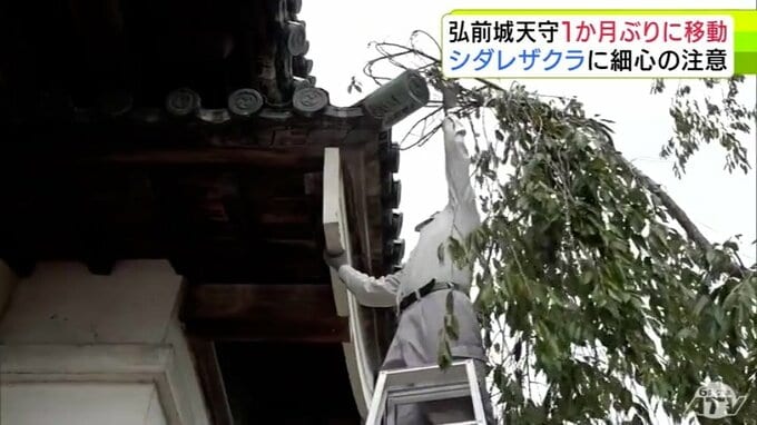 「天守」にも「サクラ」にも細心の注意を払っての作業　弘前城の“世紀の大改修”　約1か月ぶりに天守が移動　担当業者「無事にできて良かった」　青森県弘前市|TBS NEWS DIG