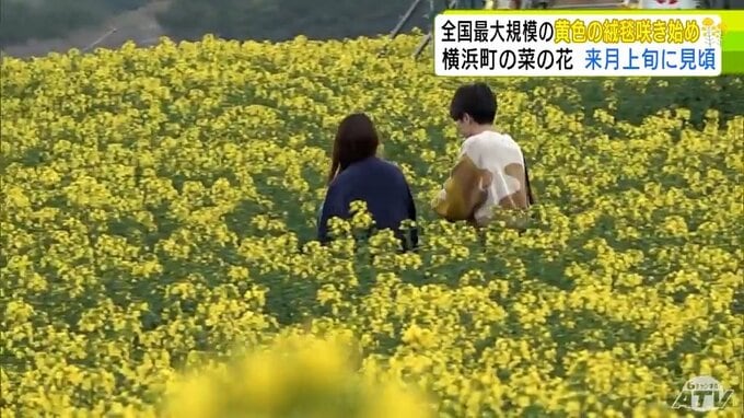 春を黄色に染める　「小さな幸せ」が花言葉の菜の花の開花宣言　作付け面積が本州最大規模の青森県横浜町　“黄色の絨毯”はゴールデンウィーク期間中に見頃迎える見込み|TBS NEWS DIG