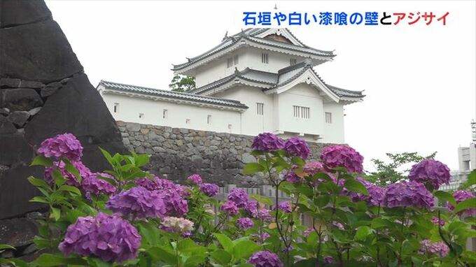 石垣や白い漆喰の壁と色とりどりのアジサイ　舞鶴城公園で見頃　|　山梨のニュース | ＵＴＹテレビ山梨