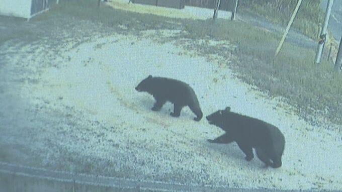 防犯カメラが捉えた大型クマ３頭「恐怖を感じた」出没したのは住宅敷地内…近くには荒らしたと見られる形跡も|TBS NEWS DIG