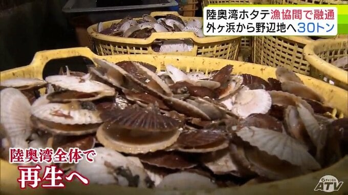 「感謝している」陸奥湾全体でのホタテ産業の再生に向けて　高水温で大量死の被害が比較的少なかった陸奥湾西側の「外ヶ浜漁協」から東側の「野辺地町漁協」に半成貝約30トン提供「そのまま大きくなってくれればいい」|TBS NEWS DIG