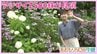 2500株の紫陽花（アジサイ）今が見頃！弘前・大仏公園へ　なぜ『白』がある？土壌と色の不思議な関係【わっち!!NOW中継】　|　青森のニュース│ATV NEWS│青森テレビ