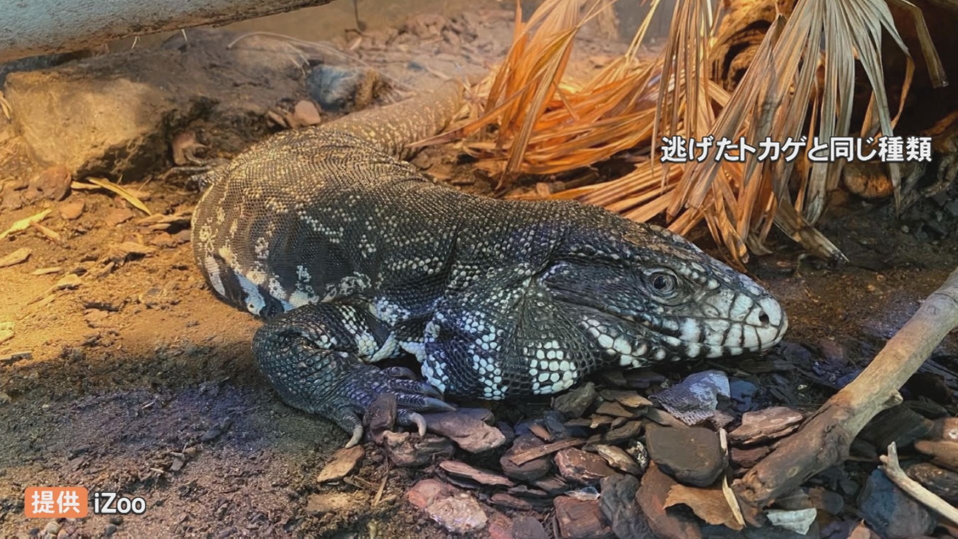 全長1メートル” 大型のトカゲ「テグー」脱走から1週間 市民が県道