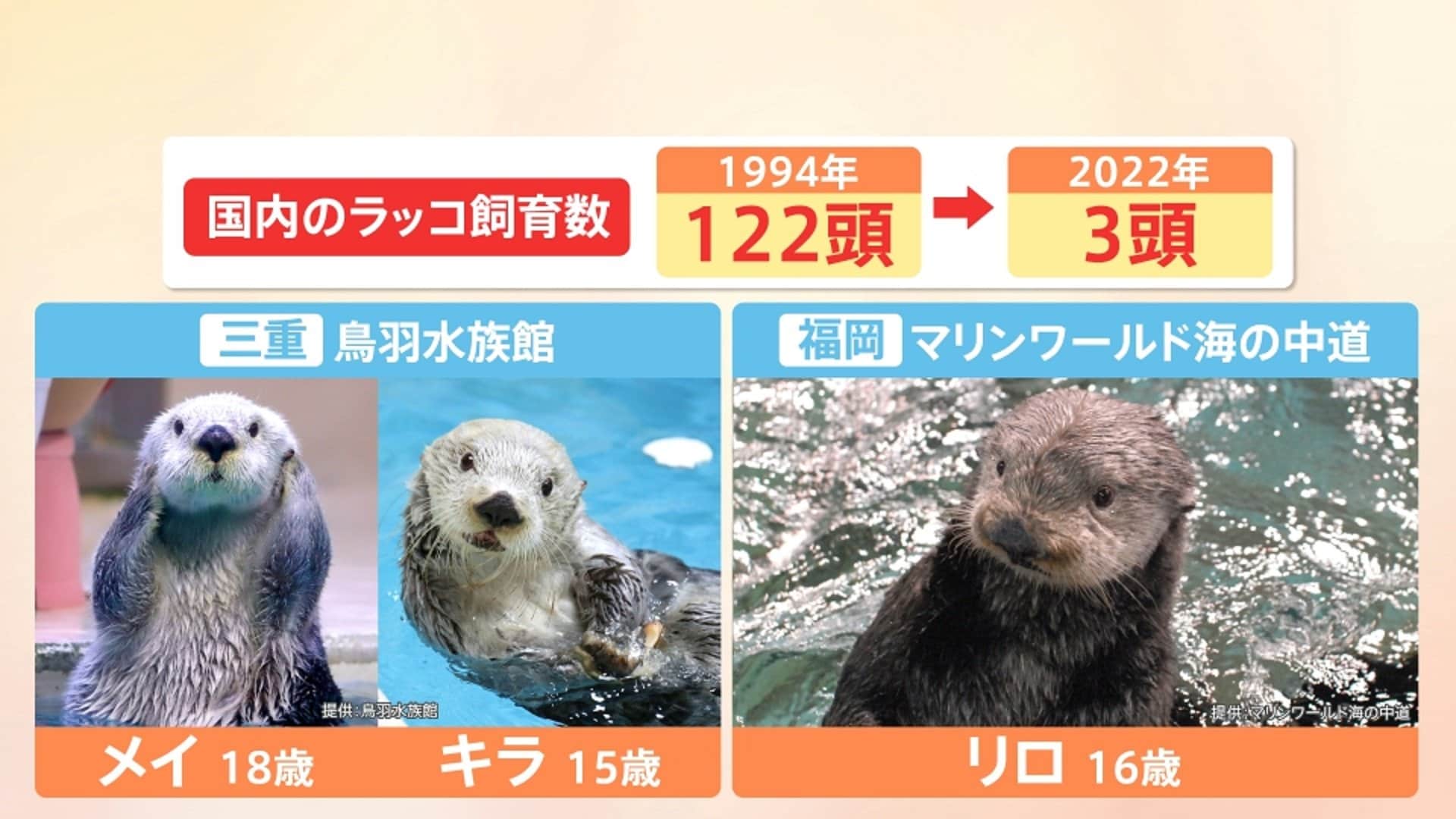 水族館からラッコが消える？国内にわずか3頭 今後は「自然界で見る時代