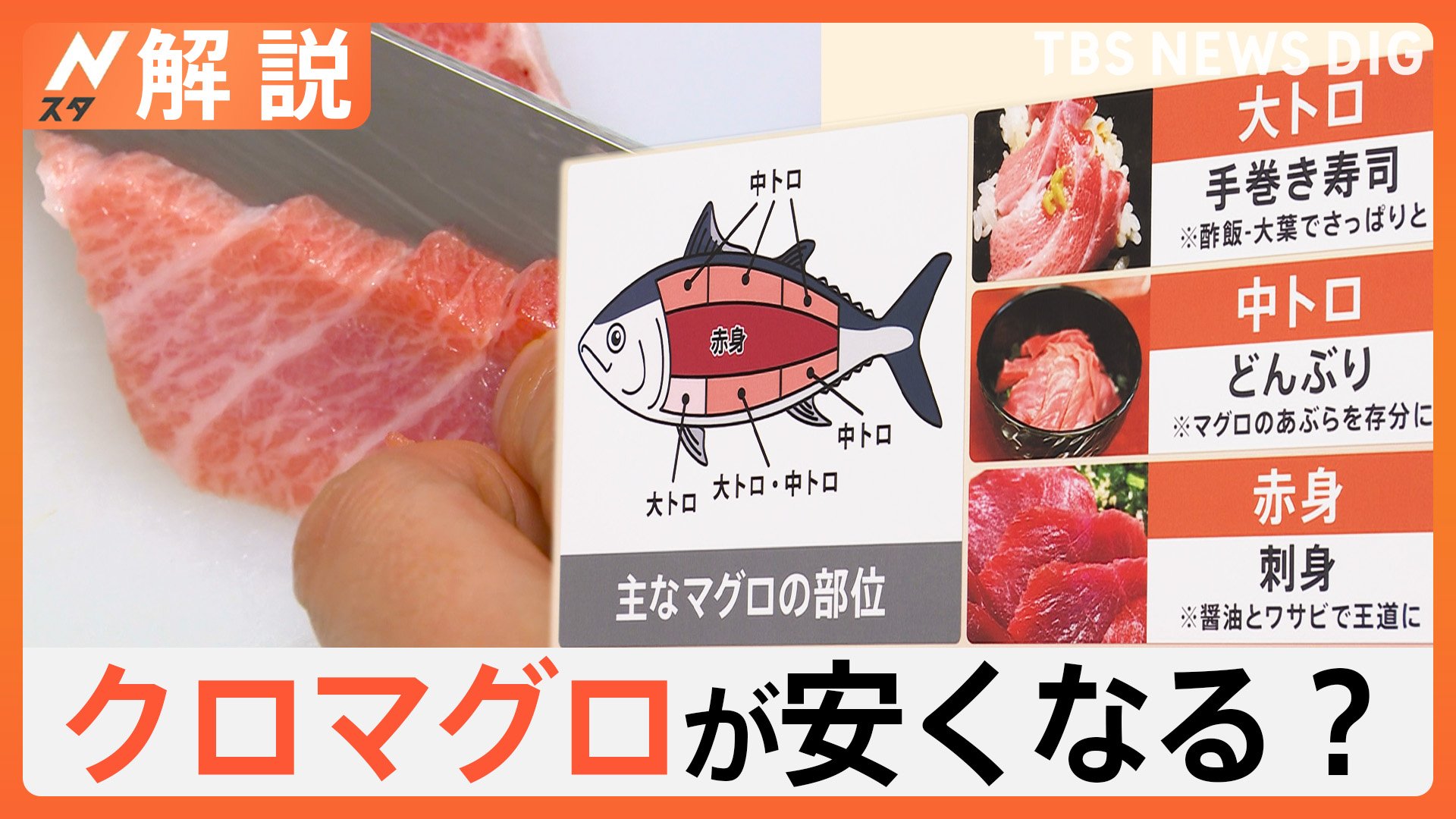 美味しくてとろけます」マグロの王様が安くなるかも？ クロマグロ漁獲