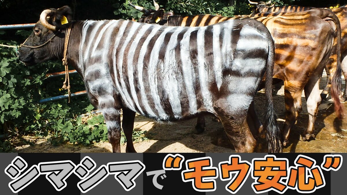 え、ウソだろ」牛をペイントし“シマウマ化” 畜産家も笑いそうになった