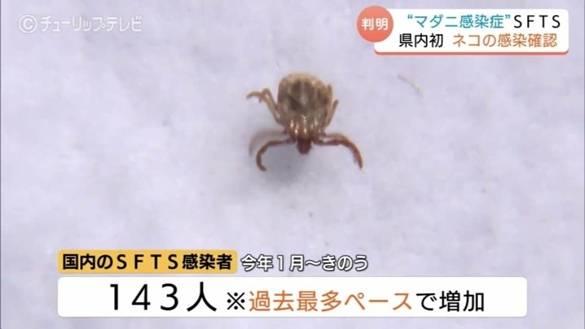 マダニ 感染 症 猫