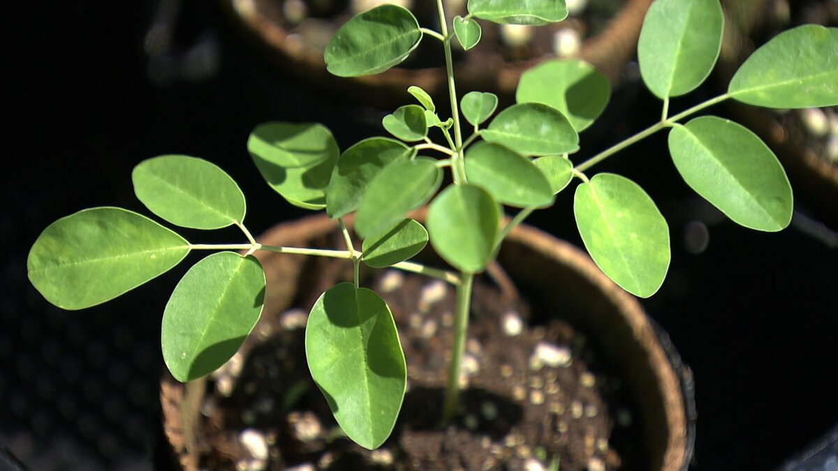 豊富な栄養素を含みCO2の吸収量が高い植物「モリンガ」を広めたい　家庭や企業に向け苗木を配付【岡山】