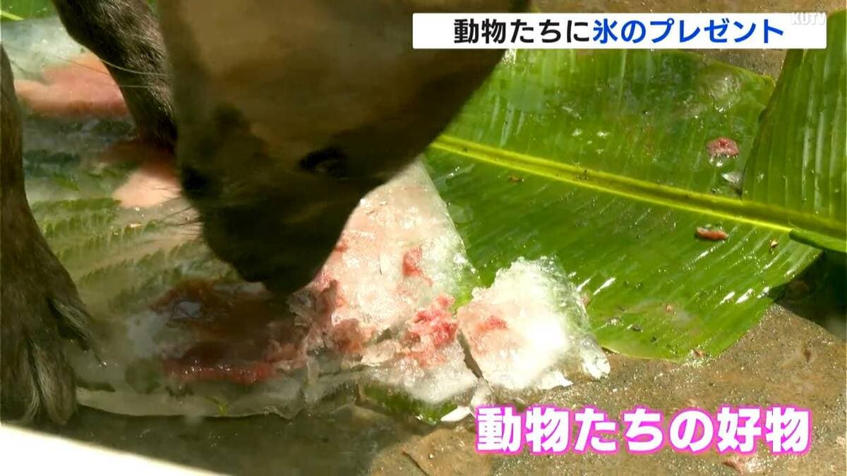 「涼しさをもらえる」動物たちに好物詰まった特製の氷をプレゼント【高知】