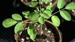 スーパーフード「モリンガ」を広めたい…豊富な栄養素を含みCO2の吸収量が高い植物　家庭や企業に向け苗木を配付【岡山】　|　岡山・香川のニュース | 天気 | RSK山陽放送