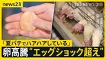猛暑でニワトリも夏バテ「エッグショック超え」タマゴ高騰 エサ食べる量が減り“ブヨブヨの卵” 韓国では暑さで家畜100万頭以上が死ぬ【news23】|TBS NEWS DIG