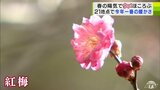 4月上旬~5月上旬並みの暖かさに “春の陽気”でウメの花もほころぶ 21の観測地点で今年一番の最高気温を観測 青森県 | 青森のニュース│ATV NEWS│青森テレビ