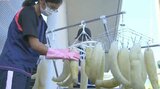 小学生がへちまたわし作りに挑戦 SDGs活動の一環 大分 | 大分のニュース|OBS NEWS|大分放送