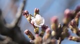 金沢のサクラ 気象台担当者「開花にほぼ近い形」23日にも発表か　|　石川県のニュース｜MRO北陸放送