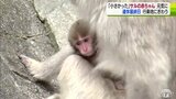連休最終日は真夏日に ニホンザルの赤ちゃん暑さに負けず元気に動き回る 青森県|TBS NEWS DIG