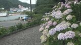 「早く復旧して開通して、来ていただきたい」線路への土砂流入で伊豆急行線の特急乗り入れ中止に 開幕直後の下田「あじさい祭」観光関係者は...|TBS NEWS DIG