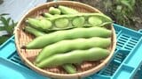 一粒3センチの食べ応え！松前町で「一寸そらまめ」の収穫シーズン到来　|　愛媛のニュース - Nスタえひめ｜あいテレビは6チャンネル