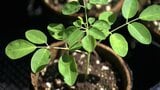 スーパーフード「モリンガ」を広めたい…豊富な栄養素を含みCO2の吸収量が高い植物　家庭や企業に向け苗木を配付【岡山】|TBS NEWS DIG