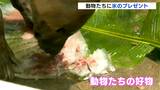「涼しさをもらえる」動物たちに好物詰まった特製の氷をプレゼント【高知】　|　高知のニュース・天気｜KUTV NEWS | KUTVテレビ高知
