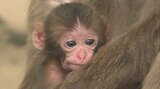 「ヤケイ」に赤ちゃん誕生 “メスザルで史上初 群れのトップ”に君臨 大分・高崎山 | 大分のニュース|OBS NEWS|大分放送