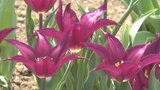 チューリップやミツマタ… 春の花が咲き誇る 県内各地から花の便り 大分 | 大分のニュース|OBS NEWS|大分放送
