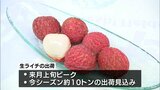 宮崎県産「生ライチ」の初競り 1箱500gで3万円の過去最高値 | MRTニュース | MRT宮崎放送