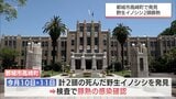 都城市高崎町で死んだ野生のイノシシ2頭から「豚熱」感染を確認 | MRTニュース | MRT宮崎放送