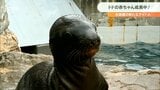 トド&ゴマフアザラシの赤ちゃん 可愛らしい姿に来館客もメロメロ 大分 | 大分のニュース|OBS NEWS|大分放送