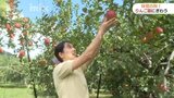味覚の秋到来！りんごの名産地・山口市阿東でりんご狩りにぎわう|TBS NEWS DIG