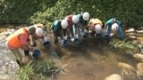 サクラマス約2000匹を井田川へ 富山河川国道事務所の自然再生事業の一環で実施 富山 | 富山のニュース|天気・防災|チューリップテレビ