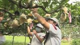 「落ちたナシを見てもらいました」台風で約１０００個落下…小学生がナシ収穫体験　島根県安来市　|　BSSニュース | BSS山陰放送