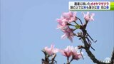 酷暑の中サクラ開花　暦は「秋」気温は「真夏」花は「春」狂い咲きの原因は？|TBS NEWS DIG