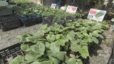 「育てやすい野菜から始めてみては」 野菜の高騰が続く中、家庭菜園の人気が高まっています|TBS NEWS DIG