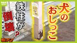 『犬のおしっこ』に苦悩する商店街　アーケードの鉄柱にかけられ腐食→倒壊するのでは？と店主ら不安　「飼い主に直接言うと商売に影響」注意できない歯がゆさも|TBS NEWS DIG