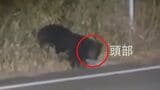 【連続画像】クマが道路沿いに出没 何かを食べていたか 体長約1メートル 近隣の学校は部活動を中止、下校時間を早める 山梨・北杜市|TBS NEWS DIG