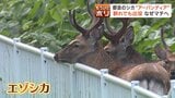 「ここは奈良公園かと？」10年後は大通公園に？都会に出没する「アーバンディア」の衝撃 警戒心が薄れるシカの現状と私たちがとるべき対応|TBS NEWS DIG