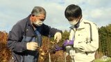 秋掘りナガイモの一部・出荷不適格「8月大雨被害今もなお」青森県七戸町|TBS NEWS DIG
