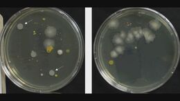 「マスク」ほとんどしなくなった…でもマスクは毎日交換すべき？　マスクの外側に、糞便の中にいる「セレウス菌」検出のケースも|TBS NEWS DIG