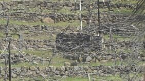 【速報】ぶどう畑で消毒散布機の下敷き　44歳の男性が死亡　山梨・甲府市|TBS NEWS DIG
