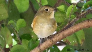 【もふもふ】ルリビタキ　越冬のためふっくら　冬は平地に下りてくる【まるまる】　|　岡山・香川のニュース | 天気 | RSK山陽放送