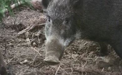 イノシシ4頭がリンゴ畑に出没…爆竹鳴らして追い出す　4頭は成獣…住宅も近くにある場所で警察が住民に注意呼びかけ　|　SBC NEWS | 長野のニュース | SBC信越放送
