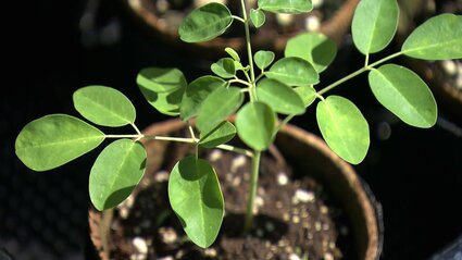スーパーフード「モリンガ」を広めたい…豊富な栄養素を含みCO2の吸収量
