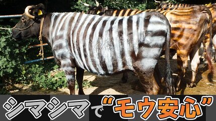 え、ウソだろ」牛をペイントし“シマウマ化” 畜産家も笑いそうになった