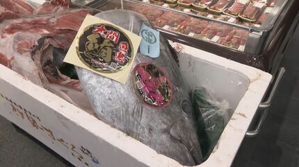 241キロ 青森県大間産のクロマグロが650万7000円で“最高値”に 中央卸売