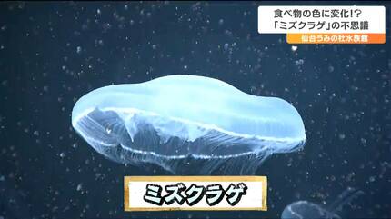 ミズクラゲ ミズクラゲ | 生きもの図鑑 | 生きものを知る | 海遊館
