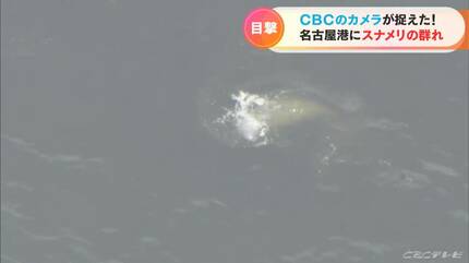 スナメリさんご確認用 img_d89d3e889ba70d6ffdc1f460c1