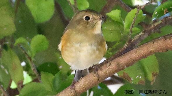 【もふもふ】ルリビタキ　越冬のためふっくら　冬は平地に下りてくる【まるまる】　|　岡山・香川のニュース | 天気 | RSK山陽放送