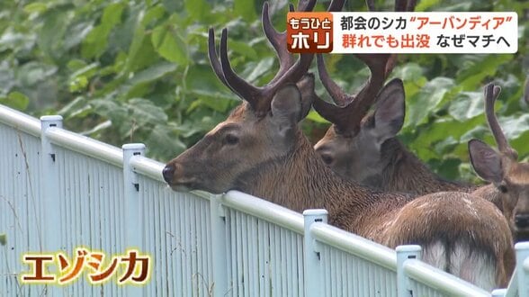 「ここは奈良公園かと?」10年後は大通公園に?都会に出没する「アーバンディア」の衝撃 警戒心が薄れるシカの現状と私たちがとるべき対応 | 北海道のニュース|HBC北海道放送