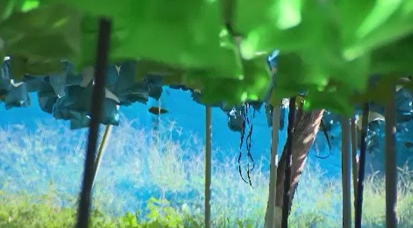 ブドウ796房を「損壊」した疑いで33歳男を逮捕　他人の畑で袋を破ったり房ごと地面に落としたり…容疑を認める　長野・高山村　|　SBC NEWS | 長野のニュース | SBC信越放送